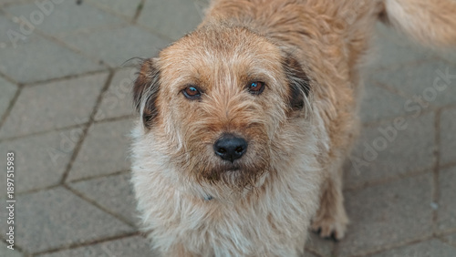 Foto Brown mixed-breed dog with shaggy fur standing on patterned pavement