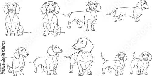 Dachshund dog line art illustration set, cute sausage dog poses collection, minimal outline pet vector drawing isolated white background design