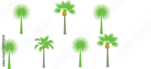 Tropical palm tree vector illustration set with coconut and fan palms in various realistic shapes isolated