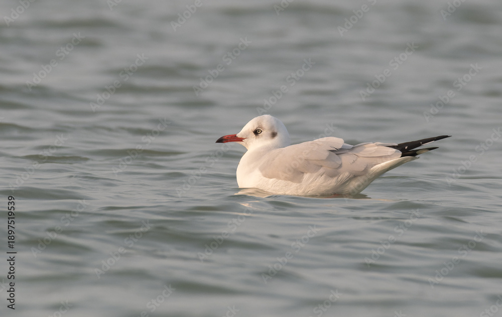 Fototapeta premium Seagull bird floating in the sea