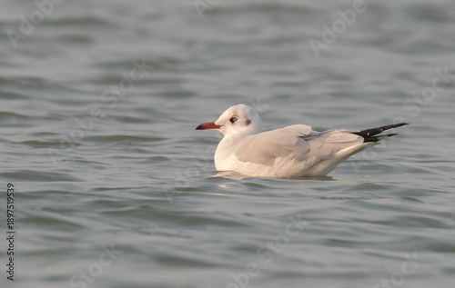 Seagull bird floating in the sea