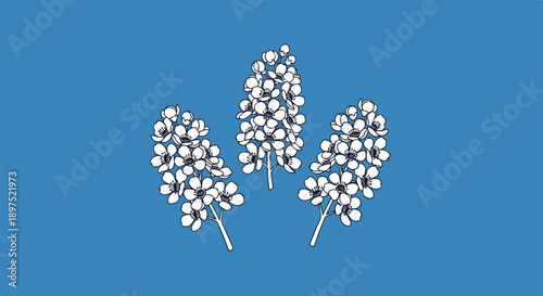 Delicate white blossoms on a vibrant blue background, a simple and elegant botanical illustration
