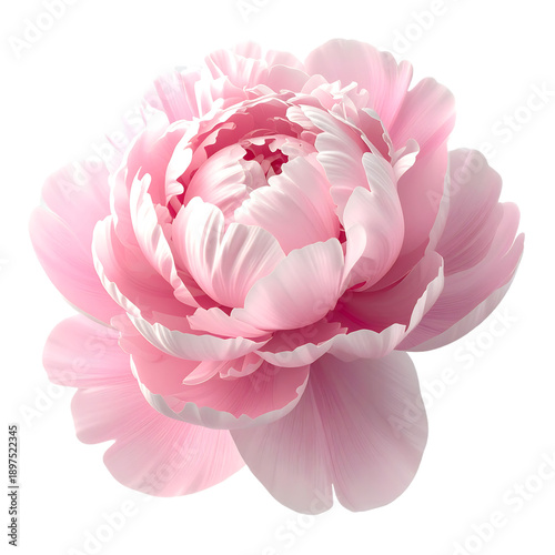 A beautiful pink peony flower with delicate petals is isolated on a white background, captured in a macro bloom that blends the elegance of a spring peony with the pure essence of nature