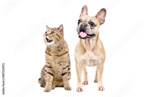 Curious French bulldog and Scottish Straight cat together, isolated on white background