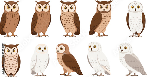 Collection of Realistic Owl Illustrations Featuring Great Horned Owls and Snowy Owls in Various Poses for Nature Education, Wildlife Conservation, and Animal Art Projects