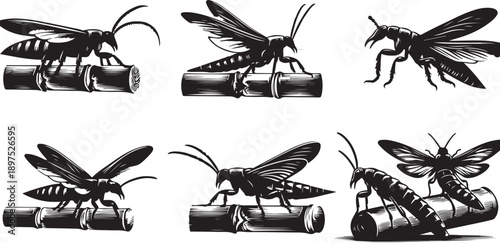 Detailed Line Art Grasshopper Insect Graphic Illustration on Two Tone