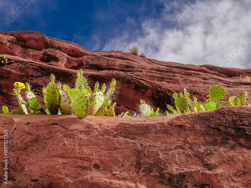 cactus group on orange sandstone  wall
