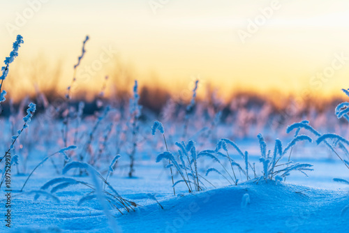 winter landscape with cold hoarfrost covers the grass in a winter park at sunset