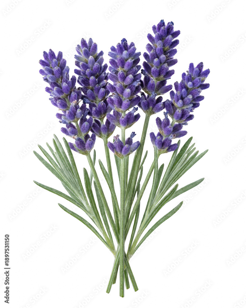 Fototapeta premium Fresh Purple Lavender Bouquet Isolated Against a Dark Void