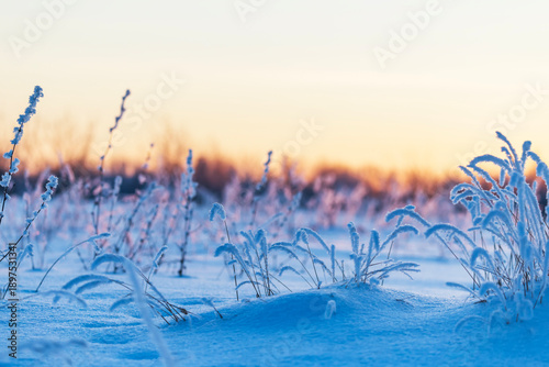 winter landscape with cold hoarfrost covers the grass in a winter park at sunset