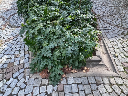 Obraz na plátně Acanthus mollis (bear’s breeches or soft acanthus) ornamental foliage growing in urban park bed surrounded by stone pavement