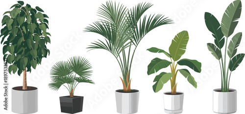 Indoor tropical houseplant vector set, potted green plants illustration for modern home interior decor, botanical greenery collection design