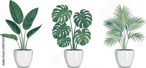 Modern indoor houseplants illustration with monstera palm and banana plants in white pots isolated background for interior decor design