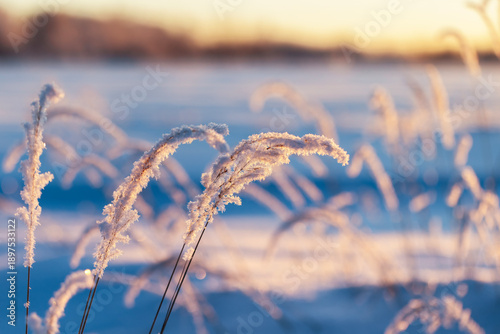 winter landscape with cold hoarfrost covers the grass in a winter park at pin...