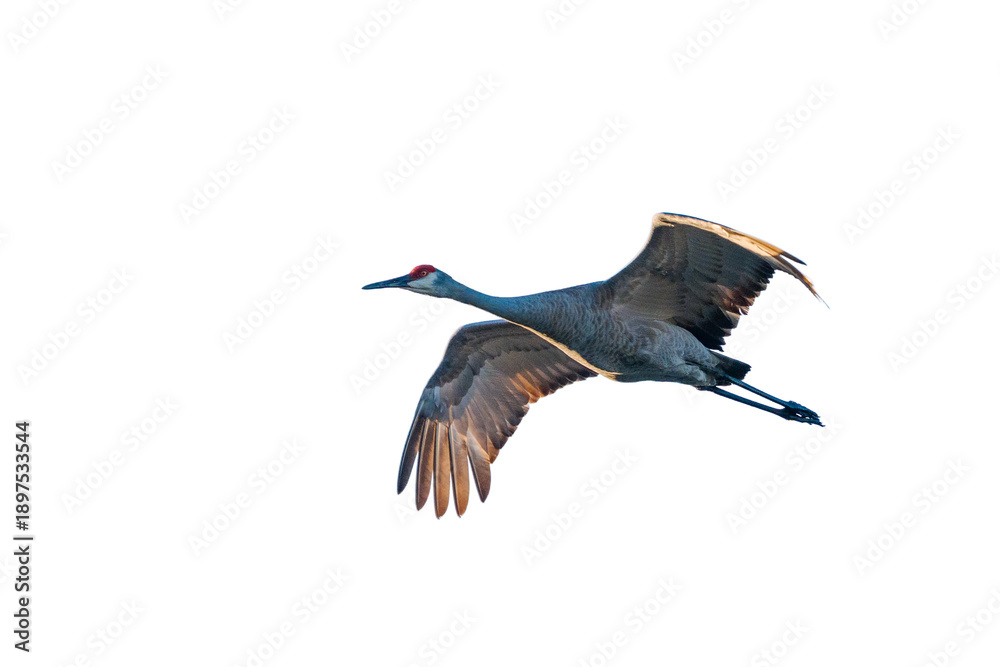 Fototapeta premium Sandhill Crane in flight on transparent background, sky background removed
