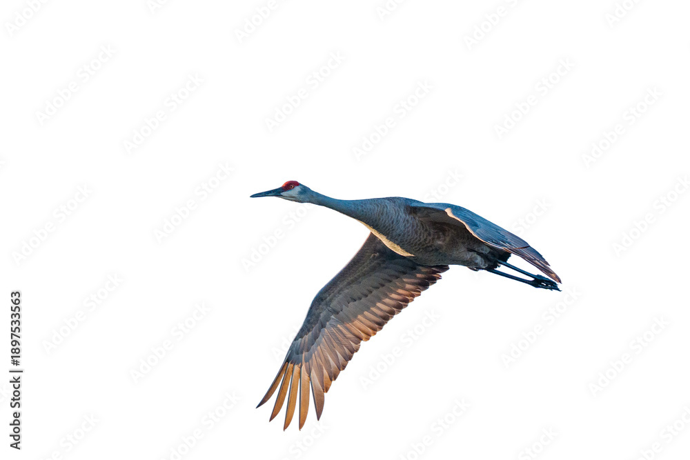 Obraz premium Sandhill Crane in flight on transparent background, sky background removed