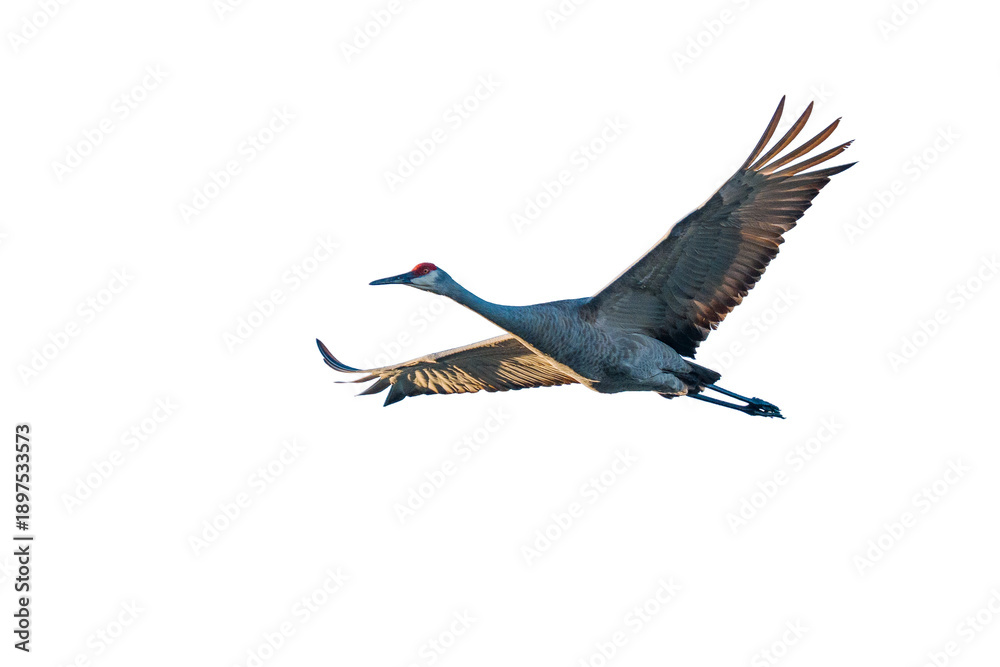 Obraz premium Sandhill Crane in flight on transparent background, sky background removed