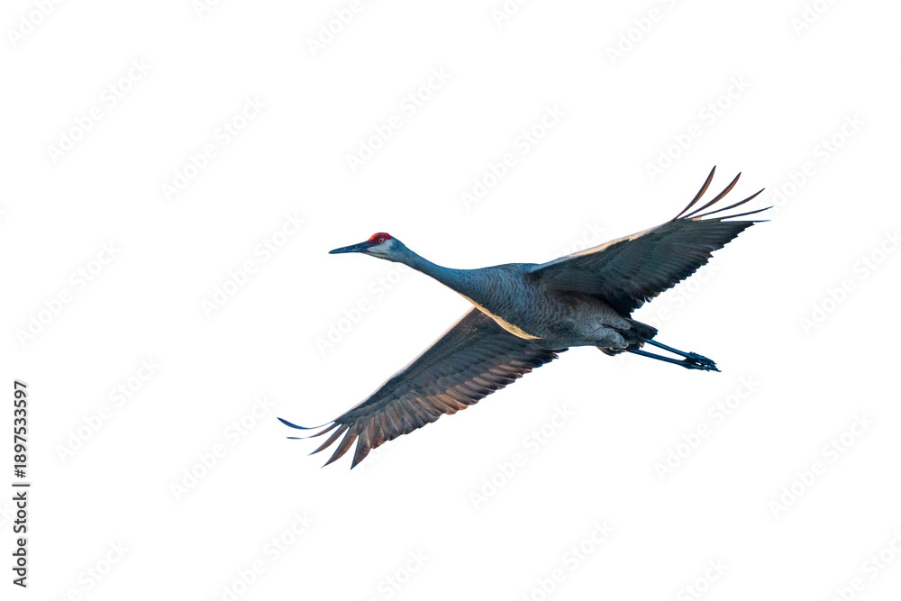 Naklejka premium Sandhill Crane in flight on transparent background, sky background removed