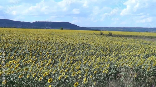 Field with sunflowers, Kranevo village, Bulgaria.