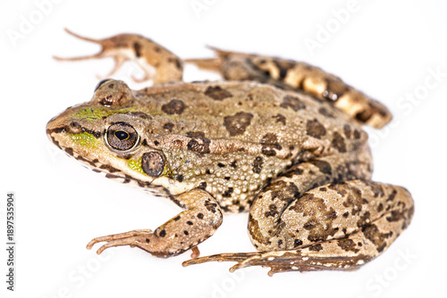 Isolated macro portrait of Iberian Green Frog, Rana perezi, in Spain