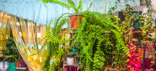 Winter garden. Plants in a room under a phytolamp.