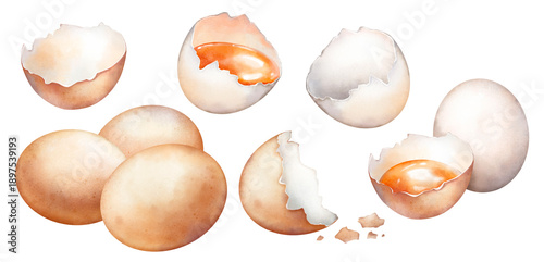 Watercolor hand drawn eggs and eggshells isolated on white background. Realistic illustration of brown and white raw chicken eggs, shell cracked in half, egg yolk