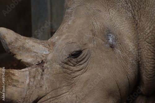 Rhino eye