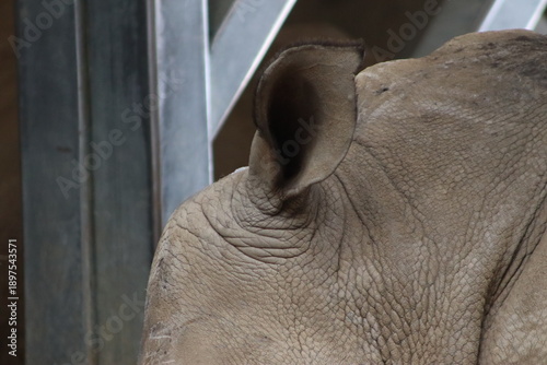 Rhino Ear