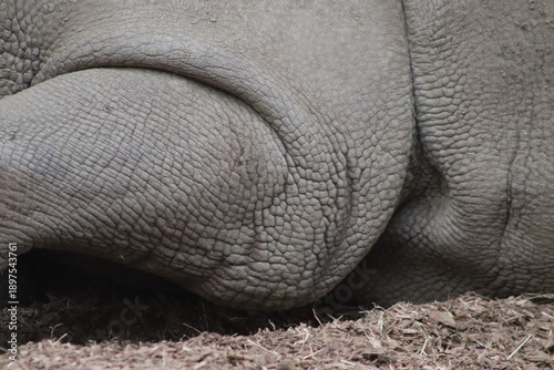 Rhino Skin