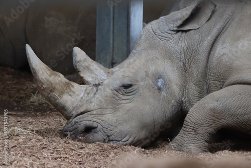Rhino resting