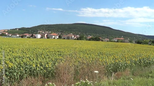 Field with sunflowers, Kranevo village, Bulgaria.