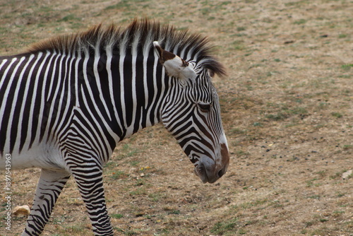Zebra walking