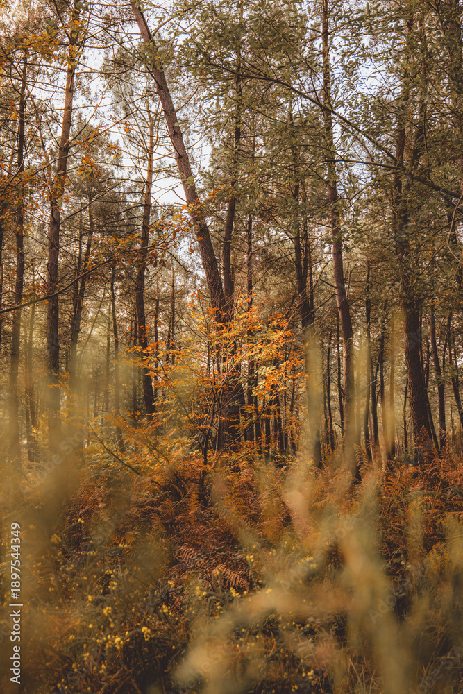 Obraz premium Autumn pine forest with soft focus foreground foliage