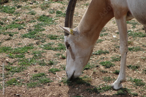Antelope eating