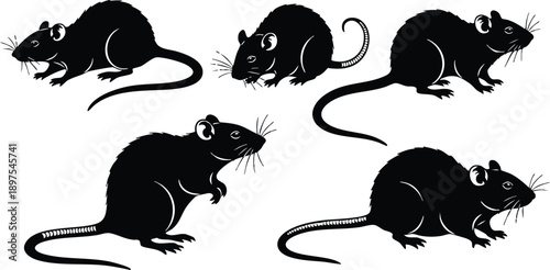 Black silhouette vector illustrations of five different rats in various poses and angles showing detailed whiskers and long tails on white background simple design