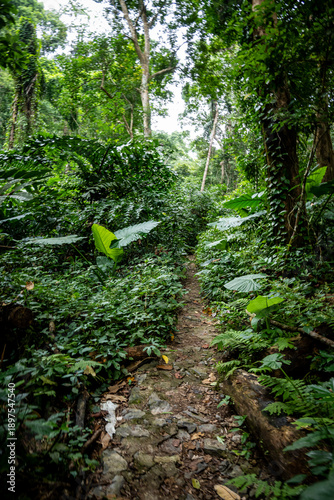 vietnam, vietnam travel, southeast asia, asia travel, ha long bay, halong bay vietnam, limestone karst, cat ba island, tropical landscape, ninh binh, tam coc, rice fields vietnam, river landscape, une