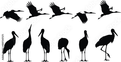 WebBlack vector silhouette set of storks for concepts of wildlife nature migration wetland birds flying standing outdoors and mascot branding