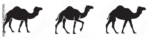 Silhouette of three camels walking. Perfect for design projects.
