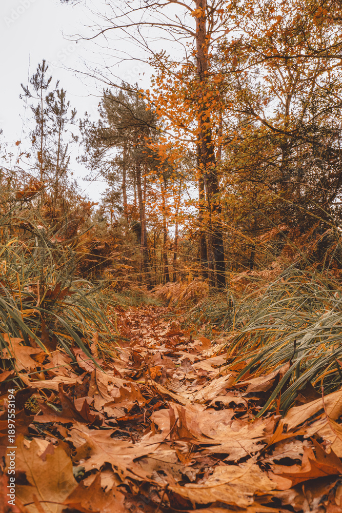 Fototapeta premium Low angle forest trail with autumn leaves and grass