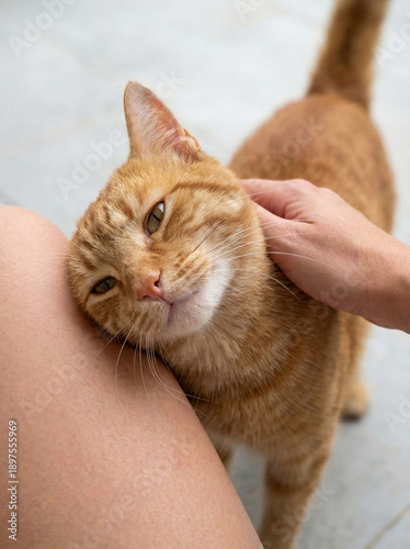 Cuddly Cat's Affection: A ginger cat leans into a person's hand, relishing the tender touch and radiating contentment. A heartwarming scene of affection and companionship.