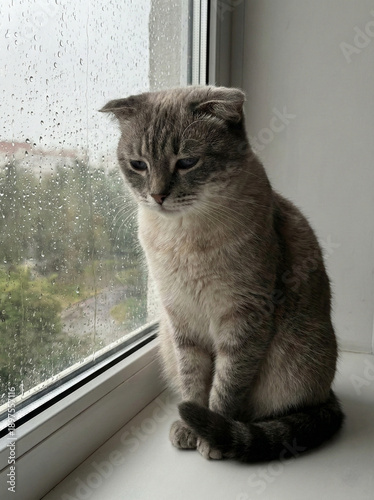Pensive feline by rainy window: A melancholic cat sits by the window, gazing out at the rain, its expression mirroring the gloomy weather and evoke feelings of loneliness and contemplation. 