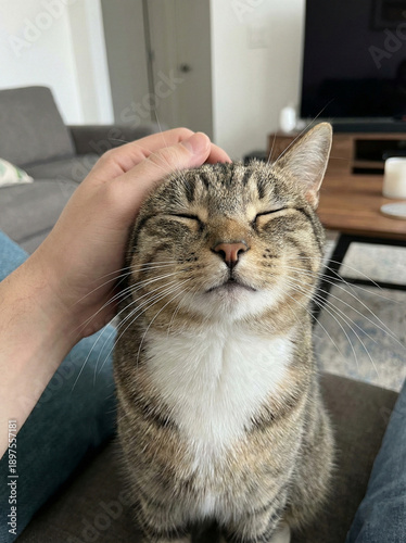 Content Cat: Capturing a moment of tender affection, a content cat revels in gentle petting, eyes closed in pure bliss. The image radiates warmth and comfort.