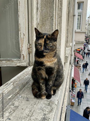 Elegant Feline in City Scape: A beautiful tortoiseshell cat sits regally, perched upon a weathered windowsill, overlooking a vibrant city street scene and pedestrians.