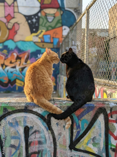 Urban Cat Embrace: Two feline companions share a tender moment atop a vibrant, graffiti-covered wall, against a backdrop of urban art and the city's pulse.