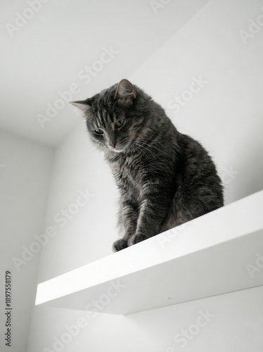 Contemplative Cat on Shelf: A lone cat, its gaze fixed downward, perches serenely on a minimalist shelf, creating a scene of quiet contemplation.
