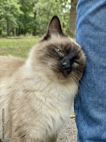 Siamese Cat Affection: A close-up shot captures the tender moment as a Siamese cat nuzzles affectionately against a person's leg, expressing warmth and companionship.