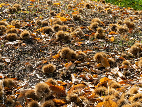 Chestnuts on the ground of the chestnut trees of the Copper forest in the Genal Valley, Malaga