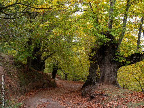 Chestnut trees of the Copper Forest in the Genal Valley, Malaga