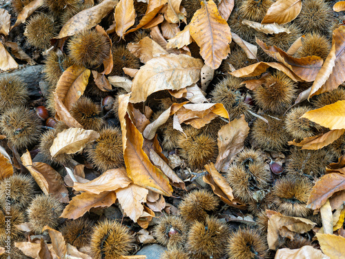Chestnuts on the ground of the chestnut trees of the Copper forest in the Genal Valley, Malaga