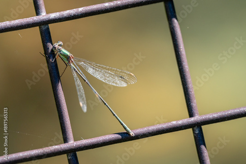 a close up macro image of a dragonfly insect resting in the sunshine on a fence 